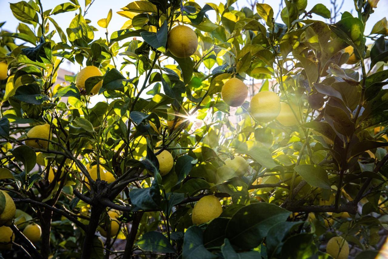 The Lemon Tree Daire Vilaflor Dış mekan fotoğraf