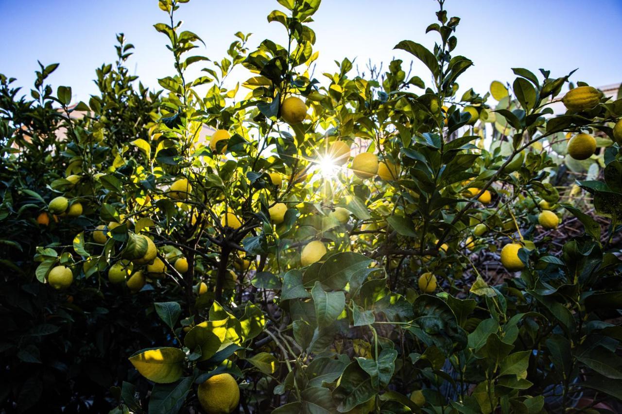 The Lemon Tree Daire Vilaflor Dış mekan fotoğraf