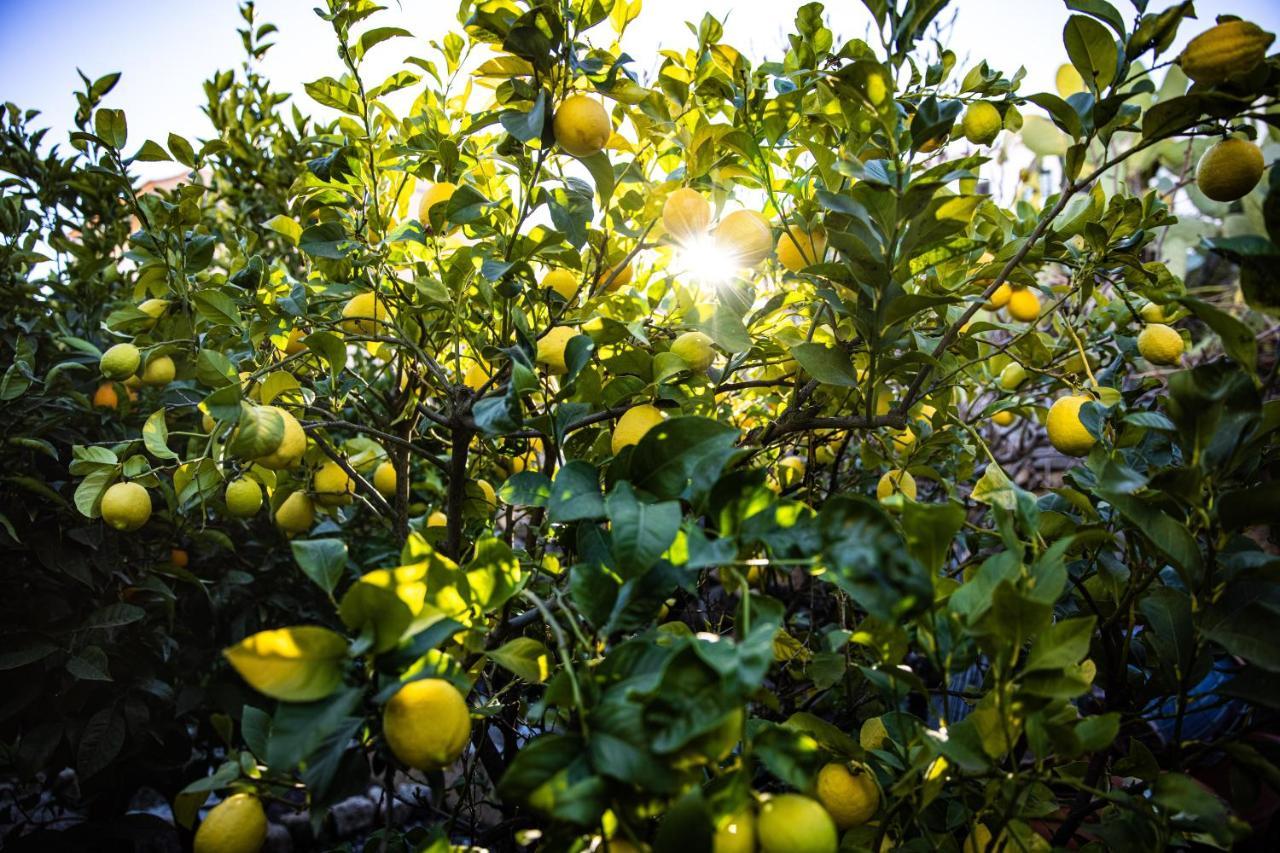The Lemon Tree Daire Vilaflor Dış mekan fotoğraf